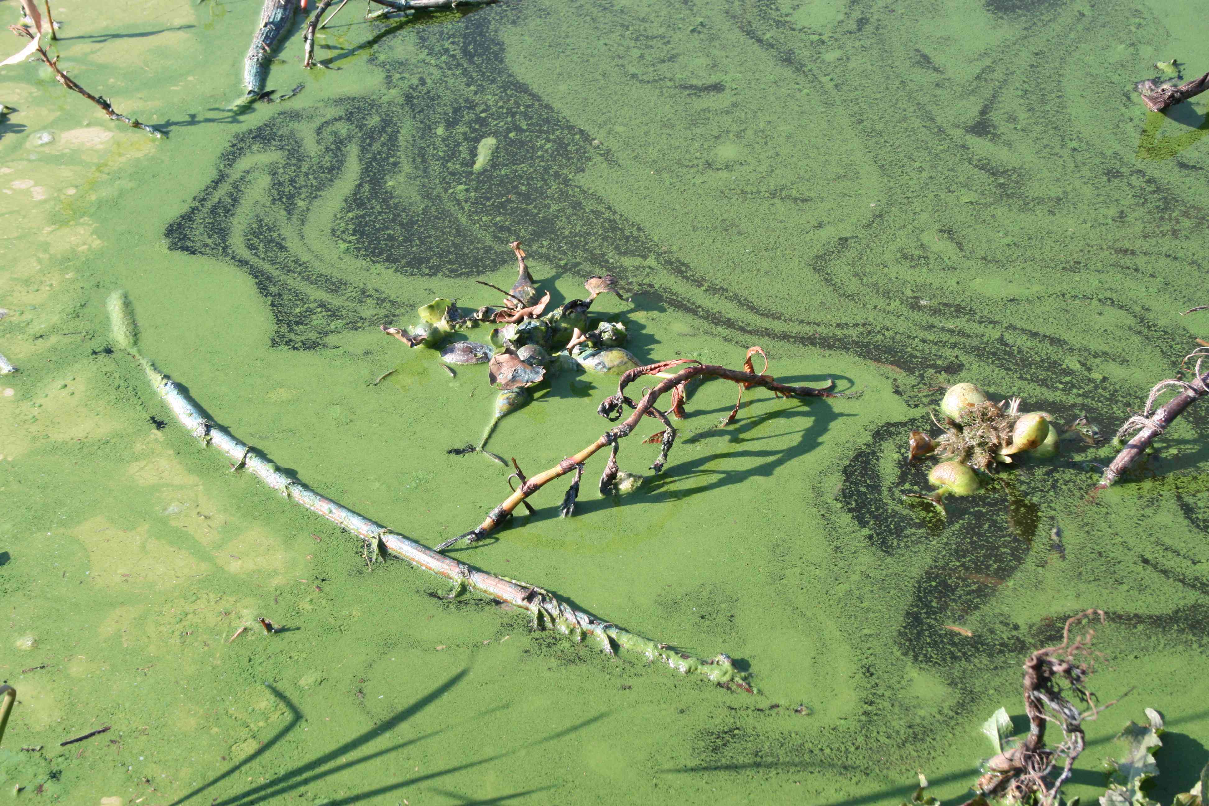 Blue-green algae (cyanobacteria) and water hyacynth make the water toxic to humans
