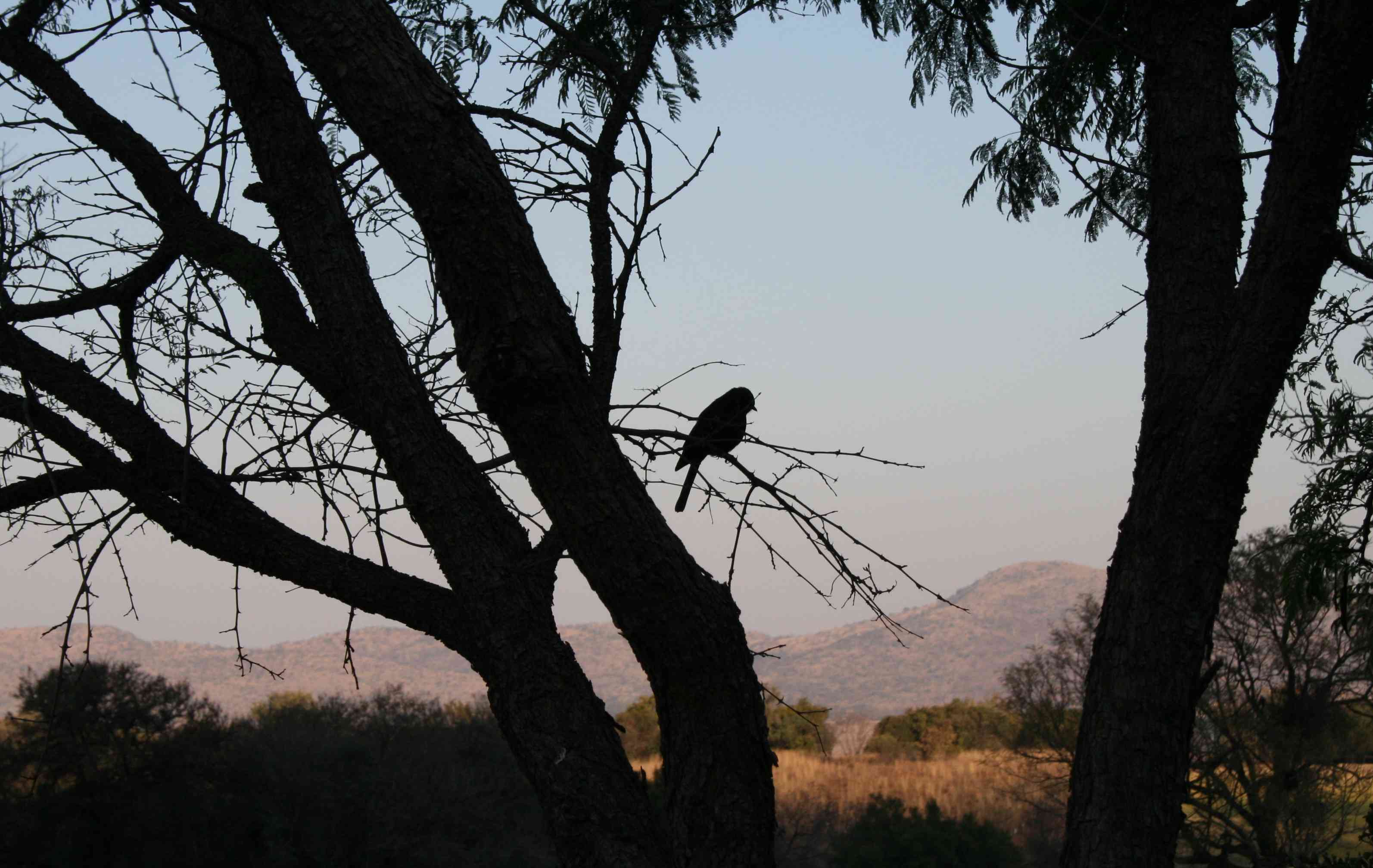 A black flycatcher finds a perch at sunset