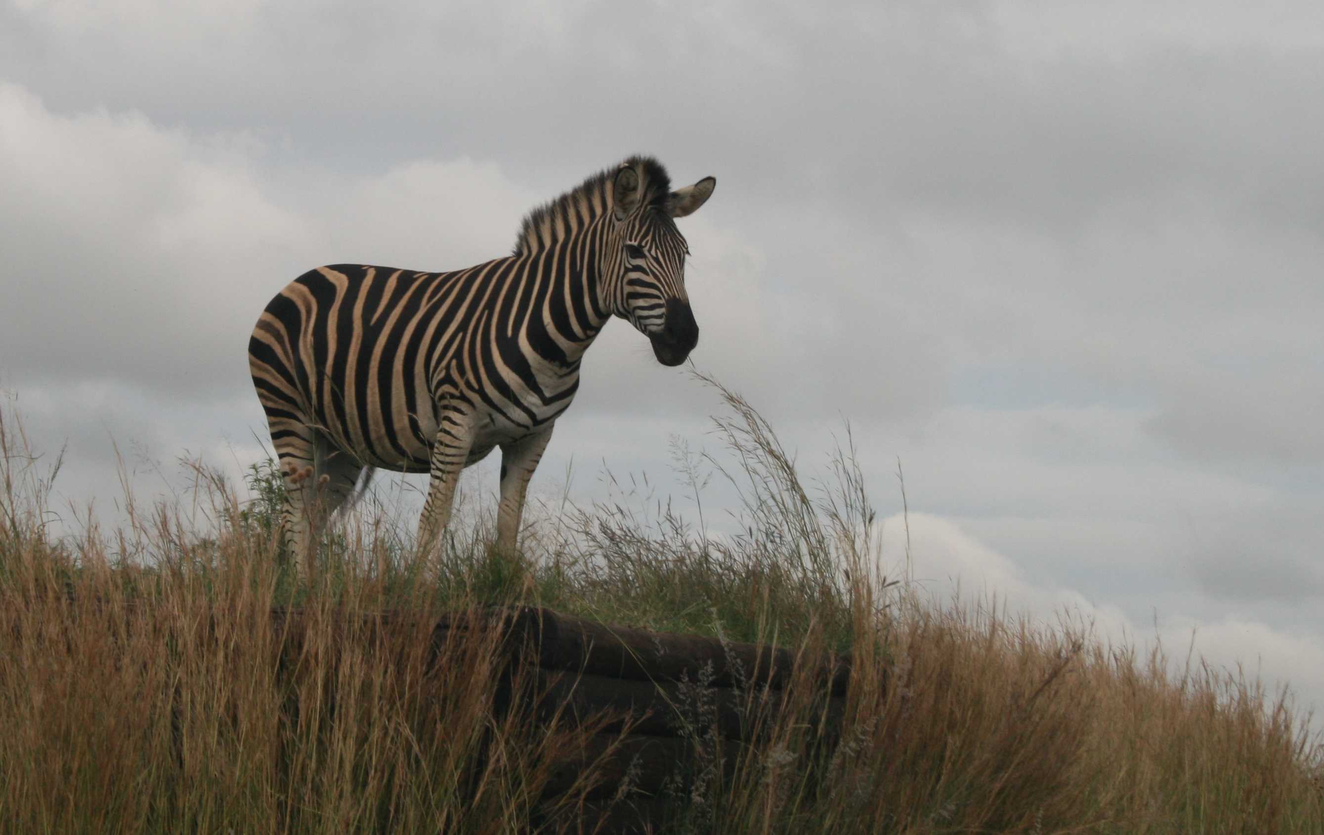 Zebra Zebra