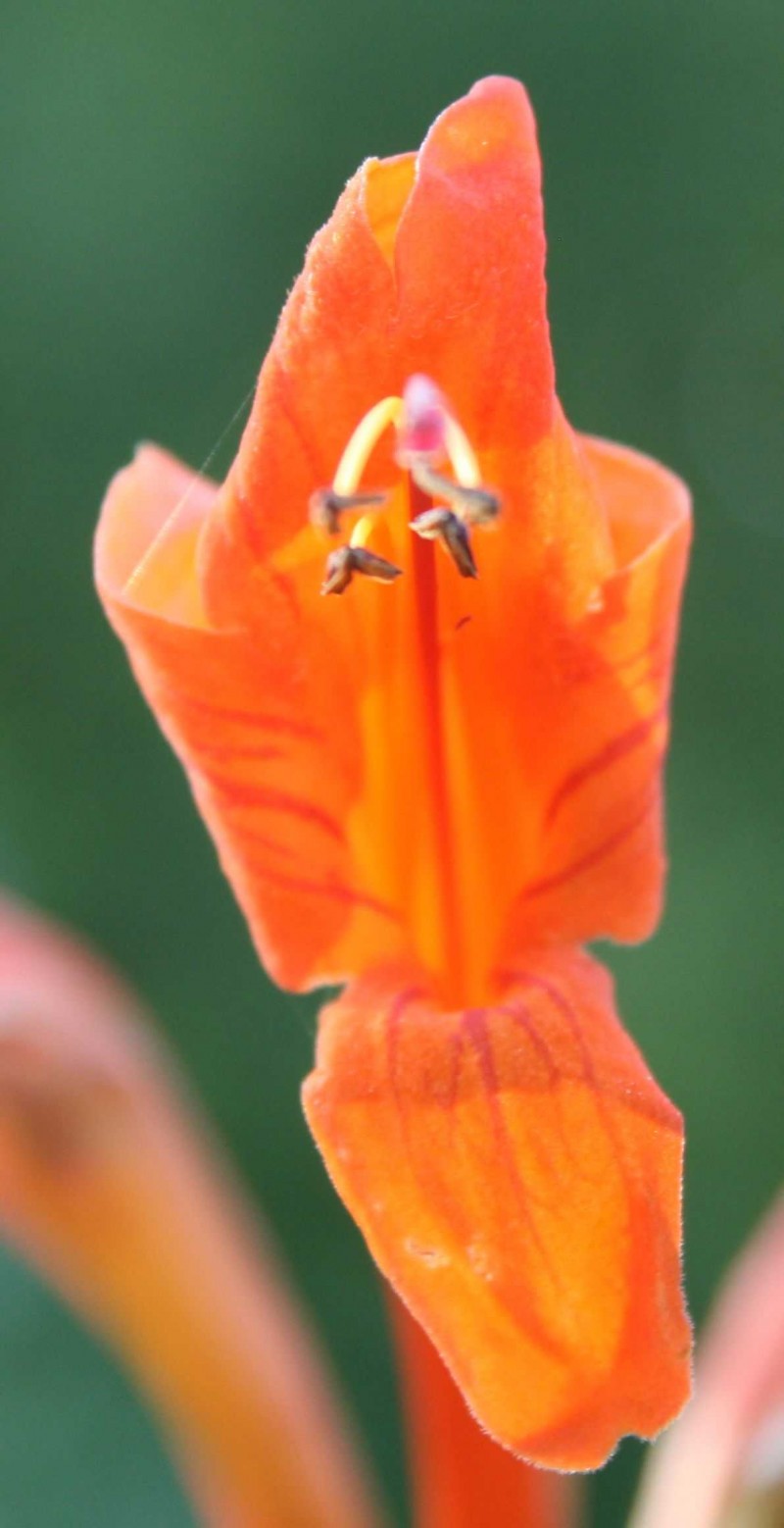 Pretoria’s Botanical Gardens