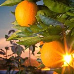 SA takes up citrus black spot issue