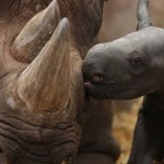 Inroads in war against rhino poaching