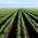 SA agriculture