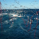 Fish stocks on the decline