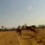 MTB hit by Antelope