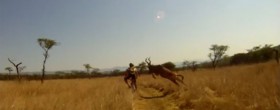 MTB hit by Antelope