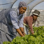 Organic farming changes villagers’ lives