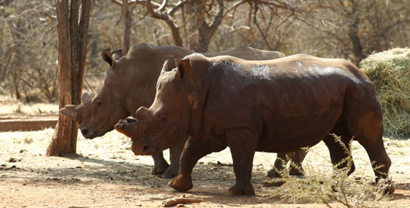 NW Rhino Poaching
