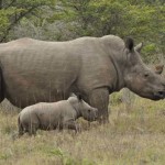 More rhinos are killed