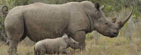 Rhino Poaching South Africa