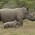 Rhino Poaching South Africa