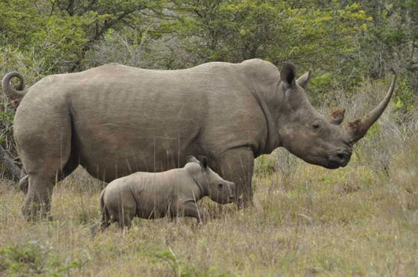 Rhino Poaching South Africa