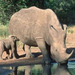 SA signs deal to save rhino