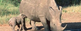 Deal to save rhino